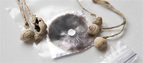 Whers to get magic mushroom spores